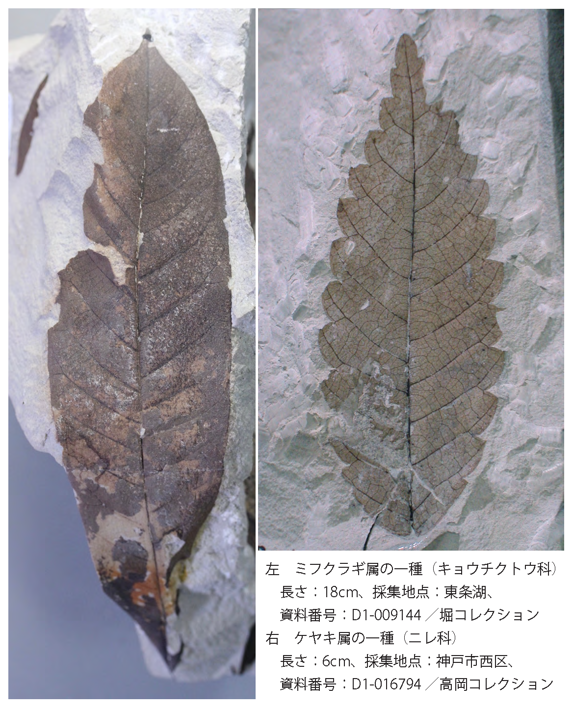 https://www.hitohaku.jp/publication/30thanniv_18-fig4.png