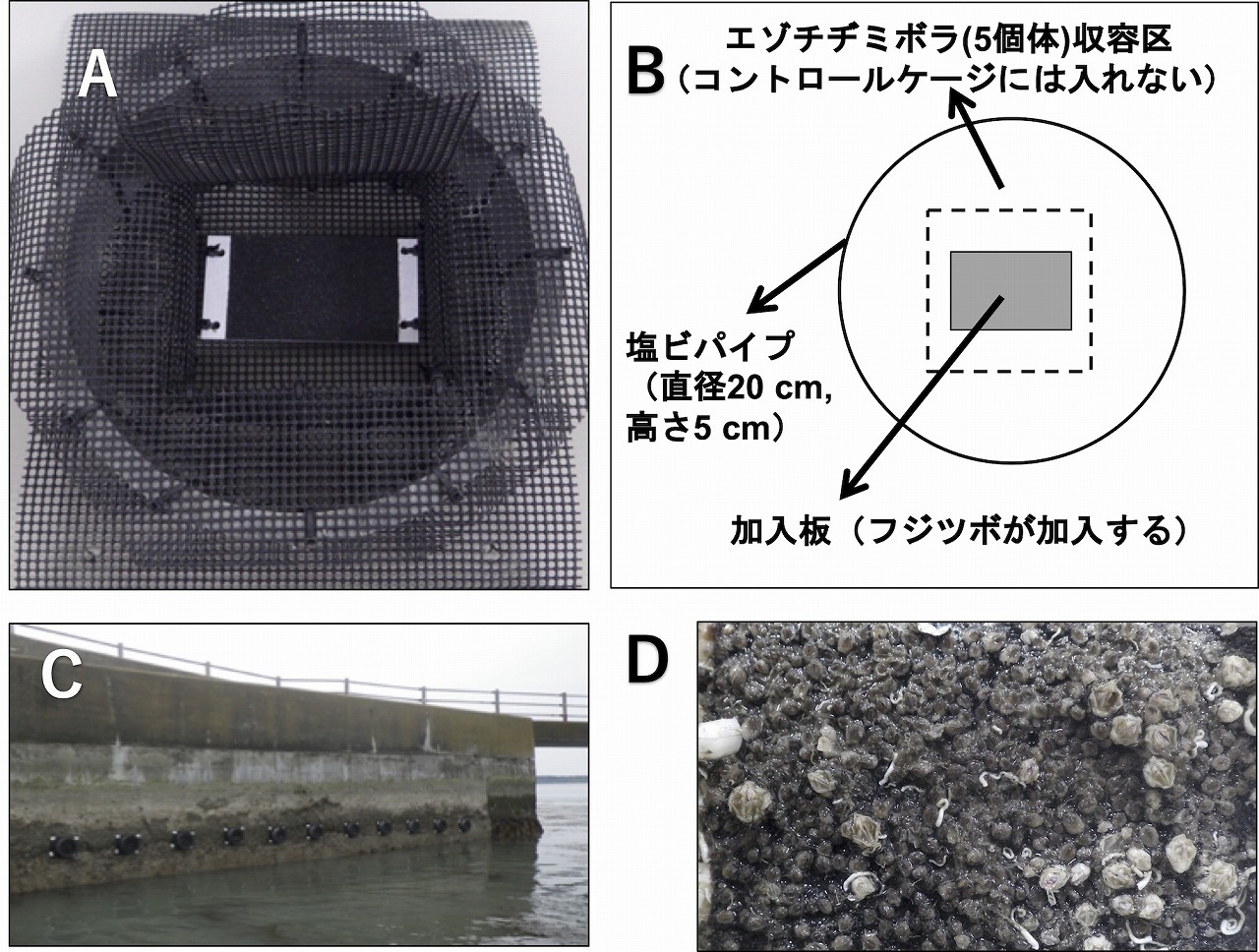 https://www.hitohaku.jp/publication/30thanniv_31-fig2.jpg