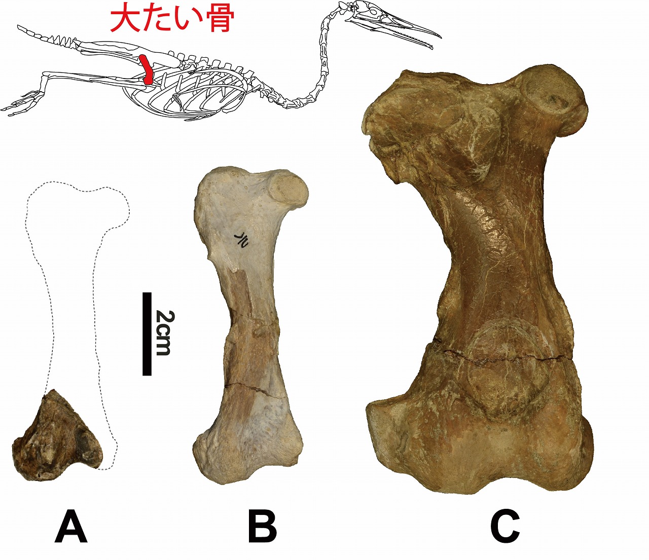 https://www.hitohaku.jp/publication/30thanniv_35-fig5.jpg