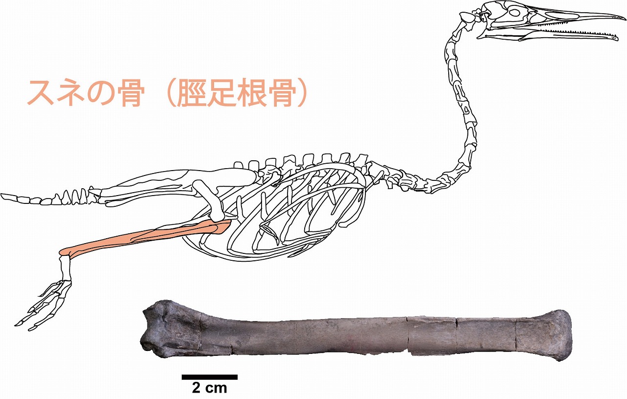 https://www.hitohaku.jp/publication/30thanniv_35-fig6.jpg