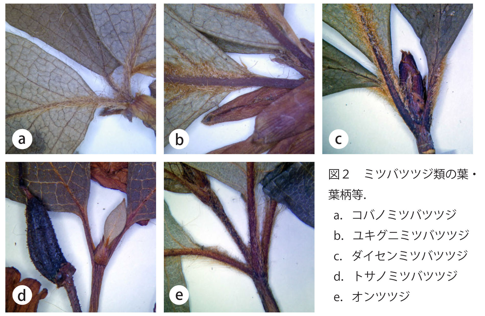 https://www.hitohaku.jp/publication/p-about/30thanniv-plantsofhyogo-fig2n.jpg