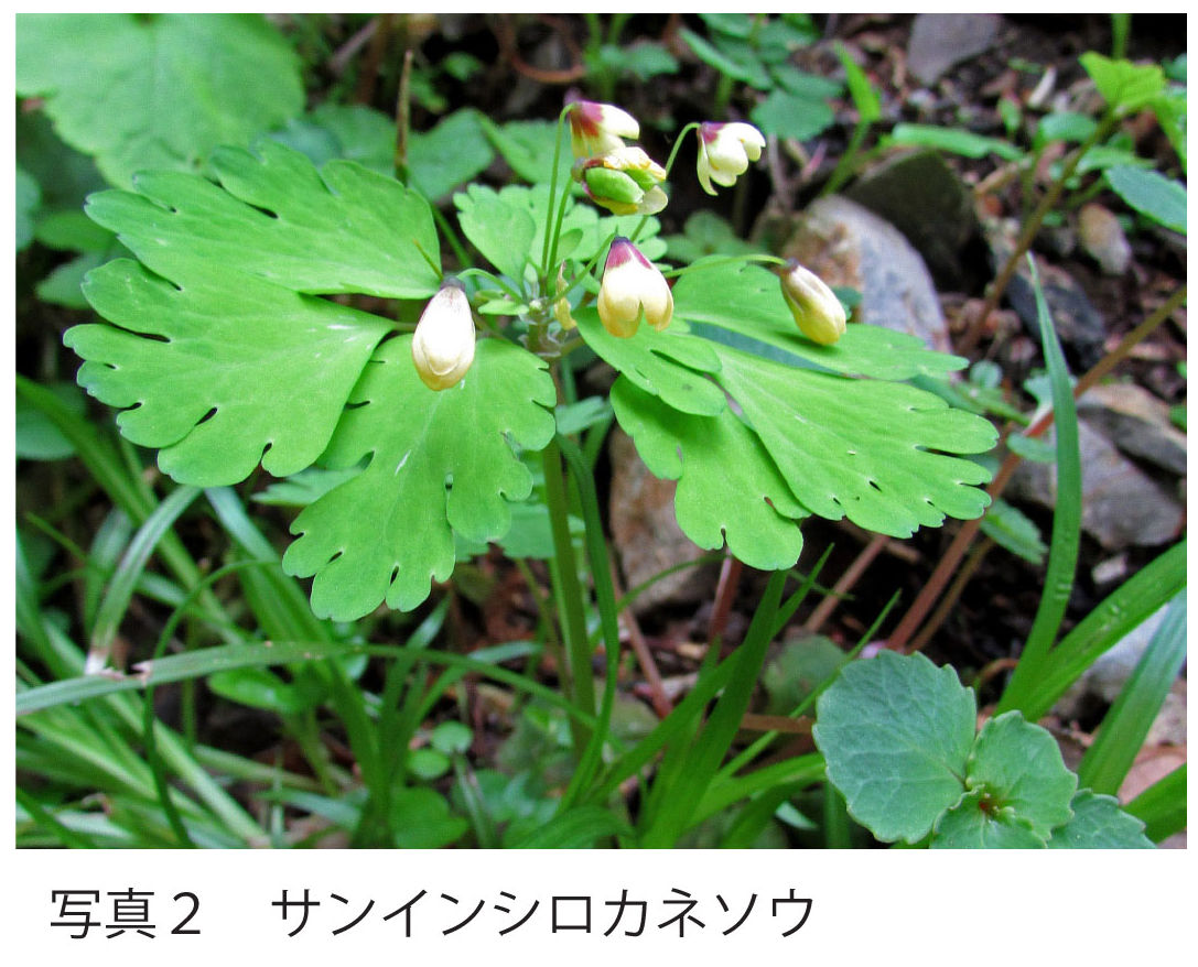 https://www.hitohaku.jp/publication/p-about/30thanniv-plantsofhyogo-pic2n.jpg
