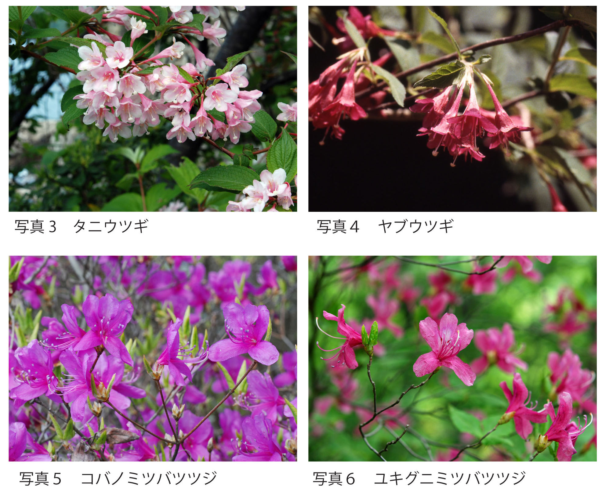 https://www.hitohaku.jp/publication/p-about/30thanniv-plantsofhyogo-pic3-6n.jpg