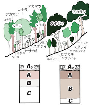 rokkomt-fig1.png