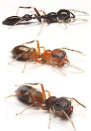 1608hashimoto3ants.jpg