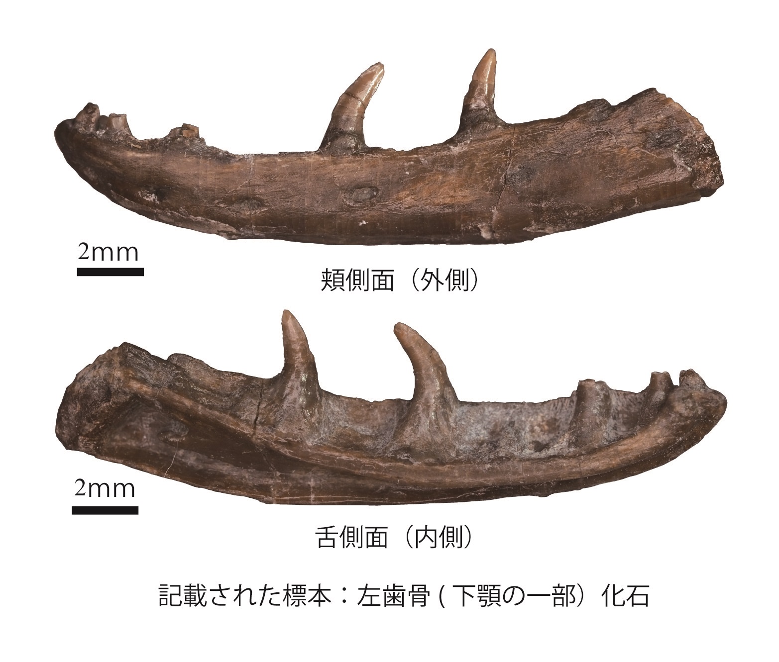 https://www.hitohaku.jp/research/h-research/20211125news-fig1.jpg