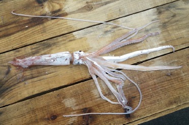 Architeuthis1.jpg