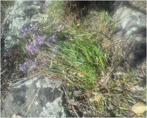 allium-pseudojaponicum300x.jpg