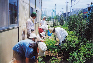 vegetablegarden-temporaryhousing.jpg