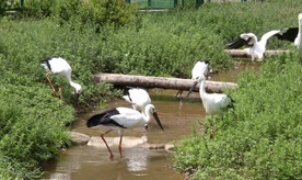 コウノトリの郷公園