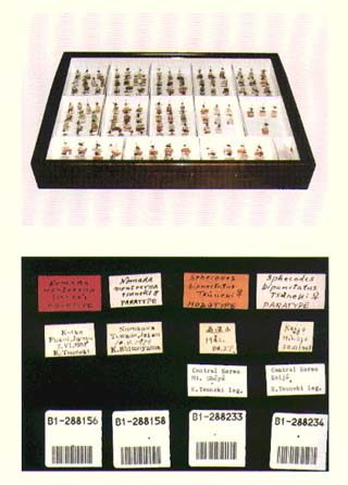 photo of The Tsuneki Type Collection